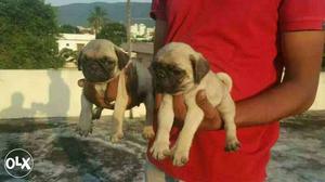 Pune:-- Good Nature Dog's",all Puppeis Pets Deal