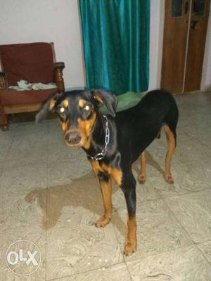 Pure dobarmann 9 months puppy female black and with