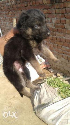 Pure single coat german Shepard only 28 days old female