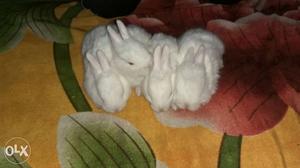 Pure white rabbits, red eyes 16 days old