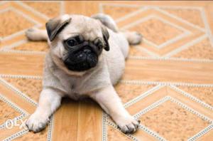 Quality pug puppy's for sale. attingal
