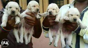 RANCHI::-- Confidence Dog's" All Puppeis Pets