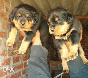 ROTTWEILER) Full Heavy Bone Very Extraordinary Male For Sale