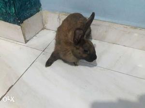 Rabbits for sale male and female,3 months old with basket.
