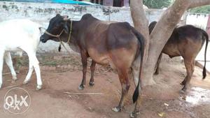Rajasthani Cow
