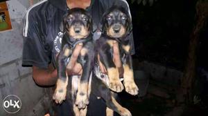 Rajkot:-- Very Devoted Dog's" All Puppeis Pets