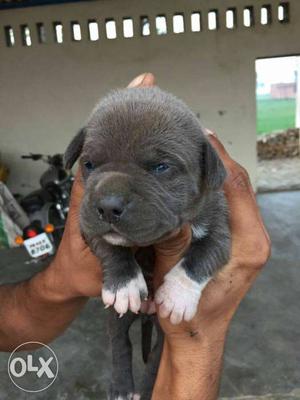 Real pocket size American bully available