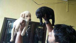 Reasonable price labrador female pupps for sell..