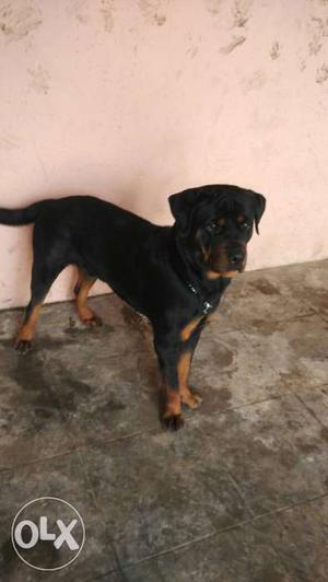 Rott 10 Month