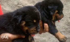 Rottweiler Male For Sale In Delhi