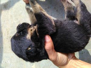 Rottweiler Puppys Female Only