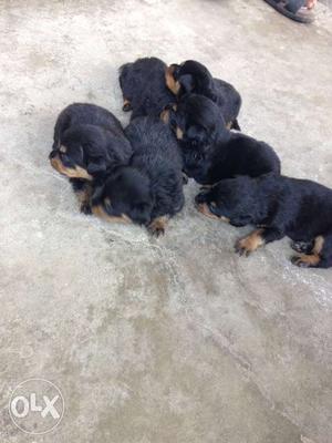Rottweiler home breed puppies