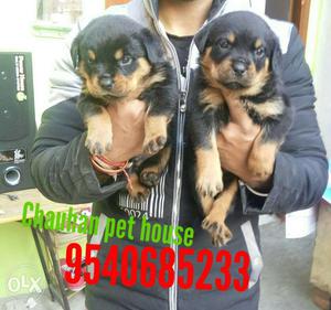 Rottweiler ke show quality puppies full heavy or