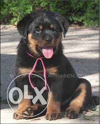 Rottweiler working Breed puppies Available
