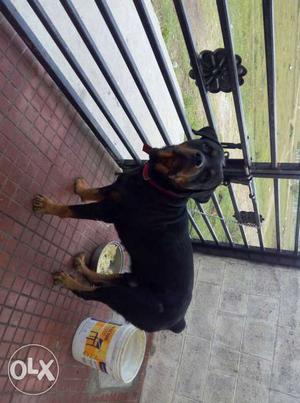 Rottweller male for sale 1 year old