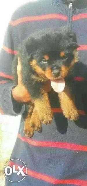 Rottwieler Puppies 45 days old puppies pure breed