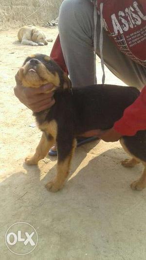 Rottwiler puppy 2 months old