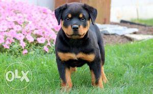 Rotwiller puppy pure breed urgent sale Show quality