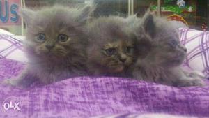 Russian Blue Persian Kittens- Best Quality at