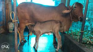 Sahival cow and calf for sale