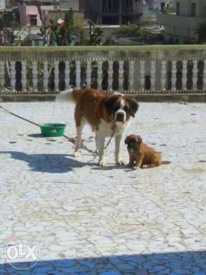 Saint Barnald female Dog and 2 puppy