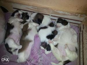Shih tzu 38days old male and female all vaccinated