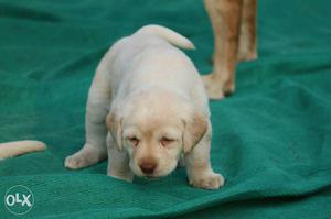 Short tail punch face golden white puppies for