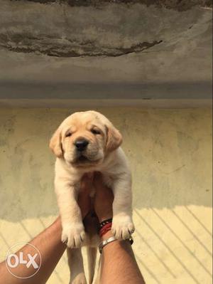 Show Quality Full Heavy Labrador Pups Available