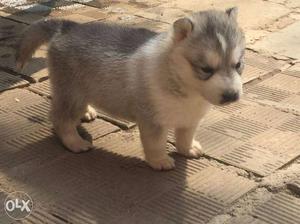 Show Quality Syberian Husky pup available puppy