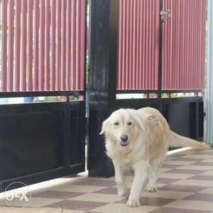 Show breed golden retriever female of 2 5 years