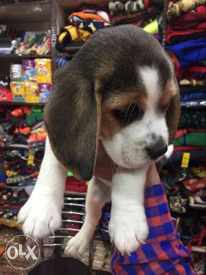 Show quality Beagle male pup