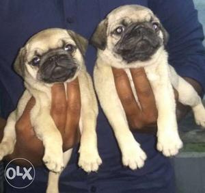 Show quality pug male puppies available wrinkle