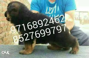 Show quality pure German shephrd puppies and all