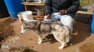 Siberian husky 1 yr and 3 months negotiable