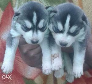 Siberian husky puppies available on dogshub