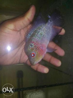 Silver And Pink Flowerhorn Fish
