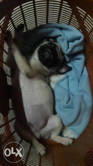 Smart and Active pug male puppy