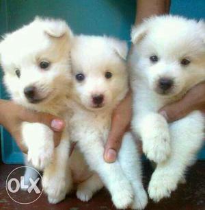 Spitz puppies available