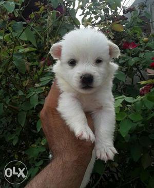 Sweet Puppy Pomeranian Outstanding Quality White