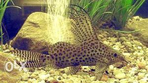 Synodontis cat fish 4.5 inch
