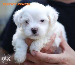 =TESTIFY KENNEL=Offer's Excellent Genuine Maltese Pups For