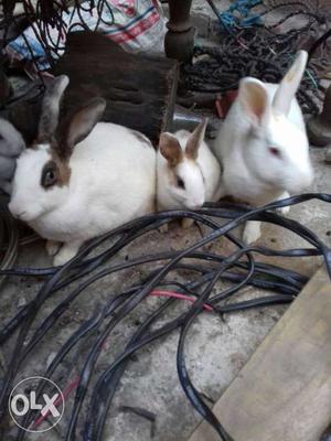 Three White Rabbits