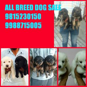 Tip Top kennel all importd dogs available in