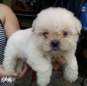 Top Quality Adorable LHASA APSO Puppies