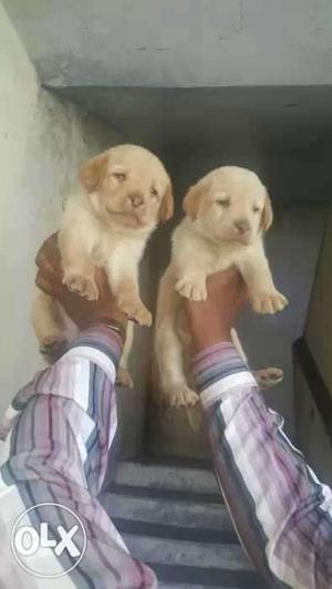 Top quality Labrador show LINE puppies READY TO