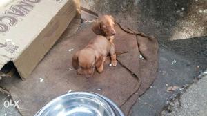Two Brown Dachshund Puppies