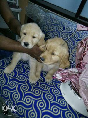 Two Golden Retriever Puppies
