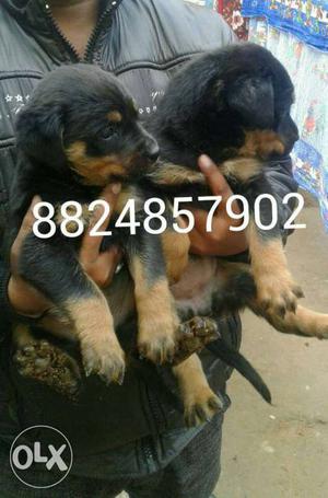 Two Mahogany Rottweiler Puppies