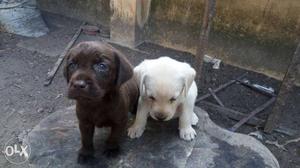 Two Yellow And Chocolate Labrador Retriever Puppies