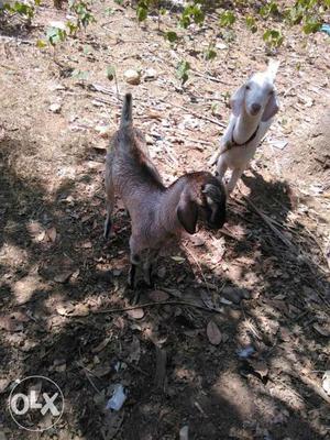 Two male goat for sale